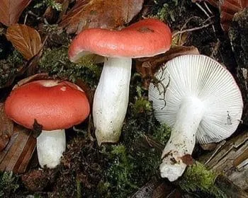 Hánytató galambgomba