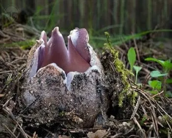 Tulipán csészegomba