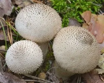 Bimbós pöfeteg