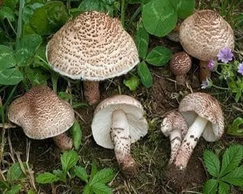 Húsbarnás őzlábgomba