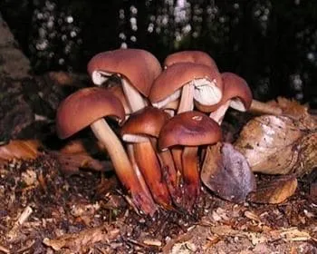 Árvégű fülőke