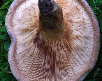 Begöngyöltszélű cölöpgomba - Paxillus involutus