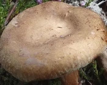 Begöngyöltszélű cölöpgomba - Paxillus involutus