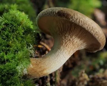 Begöngyöltszélű cölöpgomba - Paxillus involutus