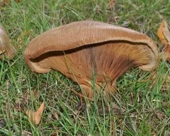 Begöngyöltszélű cölöpgomba - Paxillus involutus