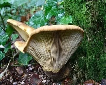 Bársonyostönkű cölöpgomba