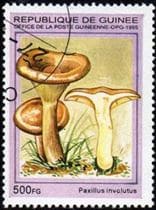 A gomba bélyegen