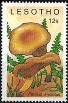 A gomba bélyegen